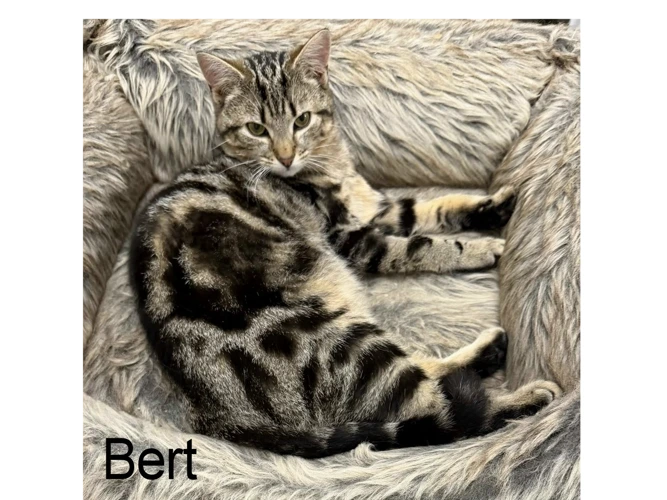 BERT