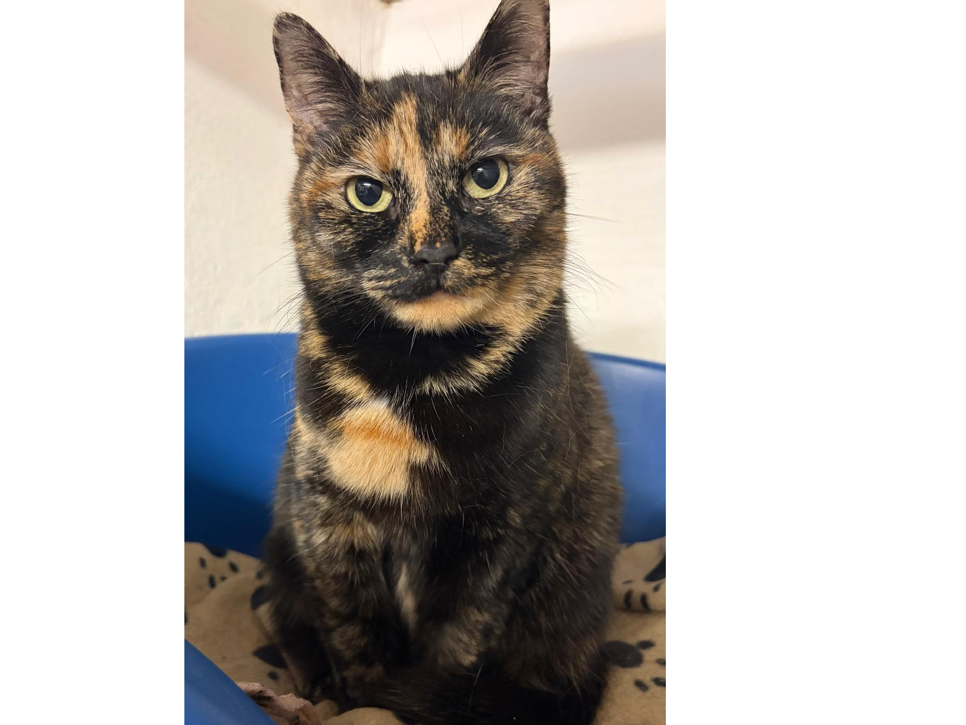 Marmite — Domestic Cat