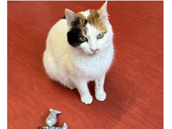 Lulu