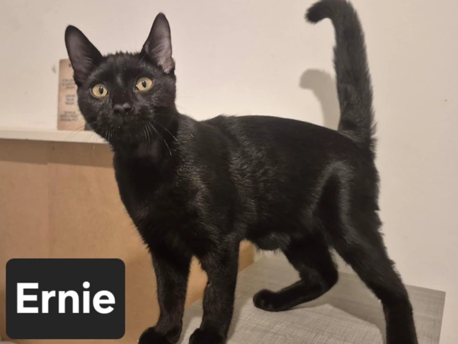Ernie