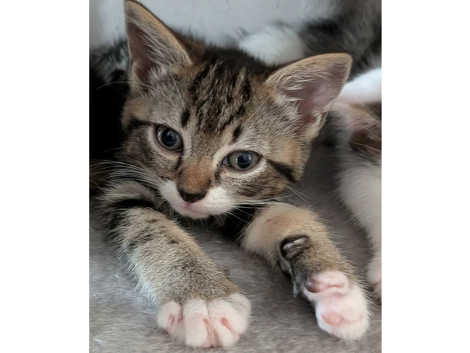 5 Adorable Kittens!!
