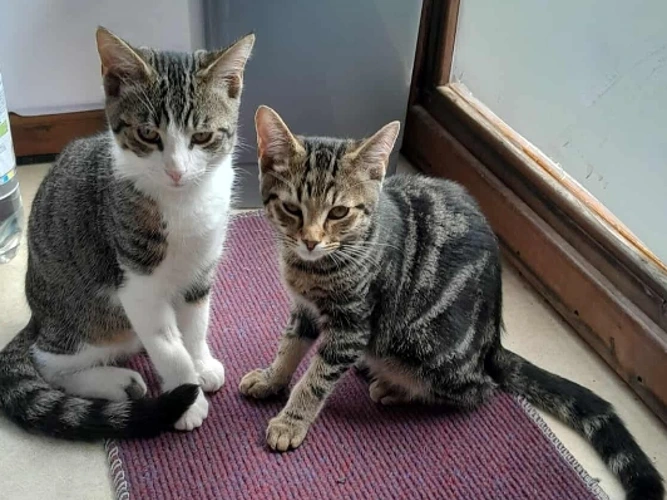Max and Meg