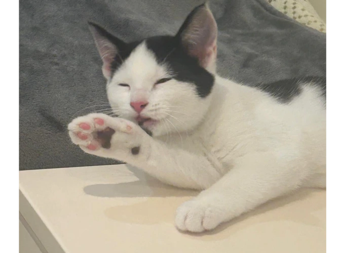 Professor Biscuits