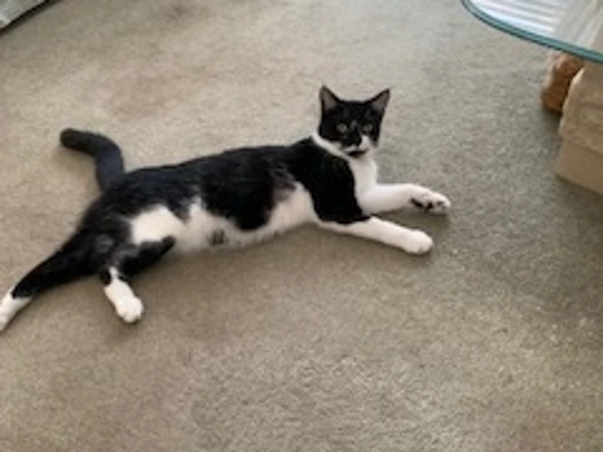 Oreo