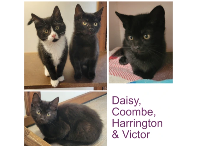 Daisy, Coombe, Harrington & Victor