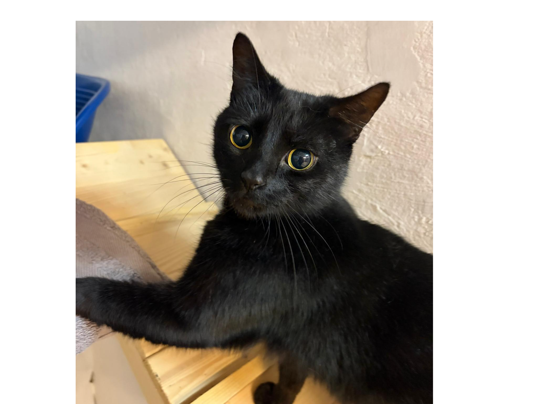 Nero — Domestic Cat