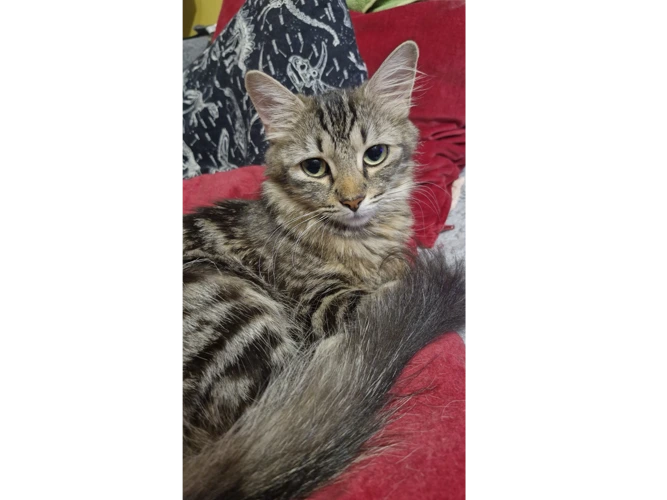 Mimi