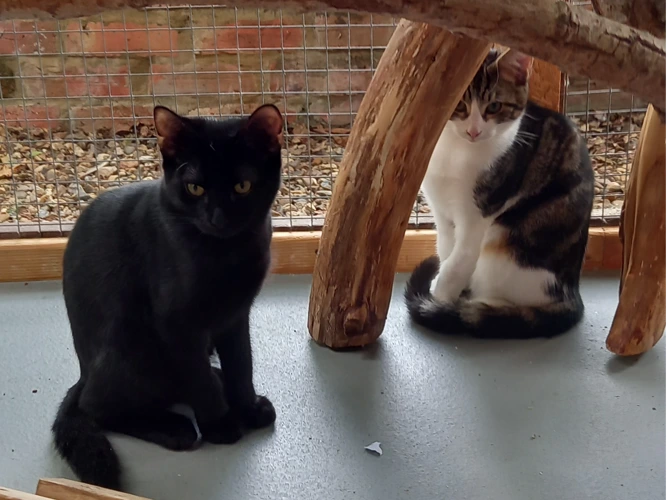Kittens – Harry & Kane