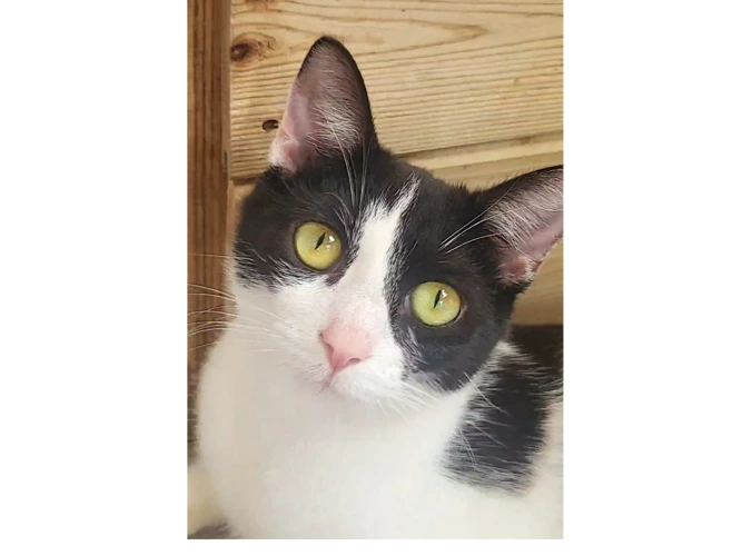 Bella (S)