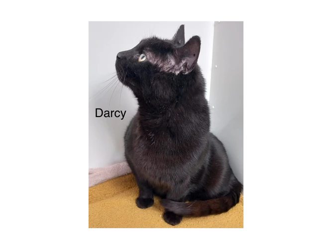 Darcy