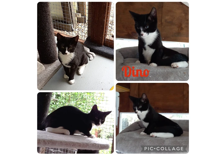 Kittens – Flintstones – Dino