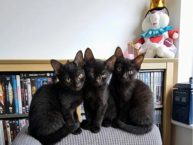 Luna, Midnight and Ollie