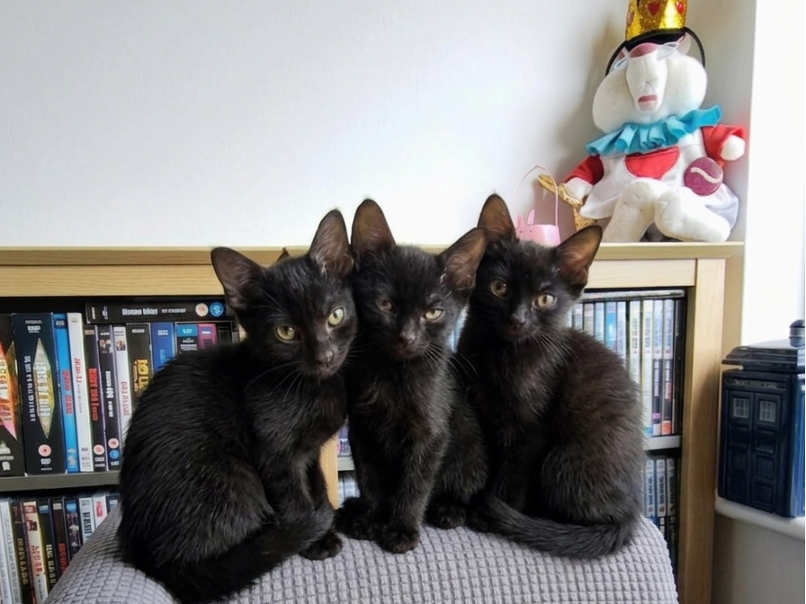 Luna, Midnight and Ollie