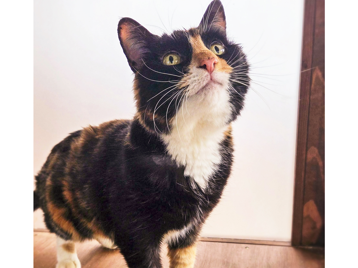 Kiss — Domestic Cat