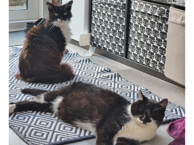 11yo Molly and 13yo Tommy
