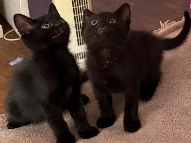 Caramel, Teddy, Luna and Kuga