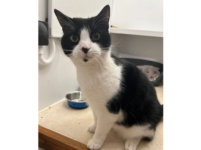 LOKI