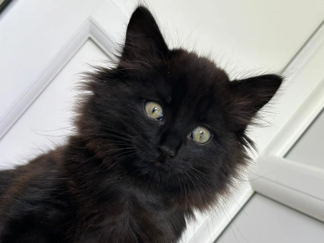 Cats Protection Telford Branch