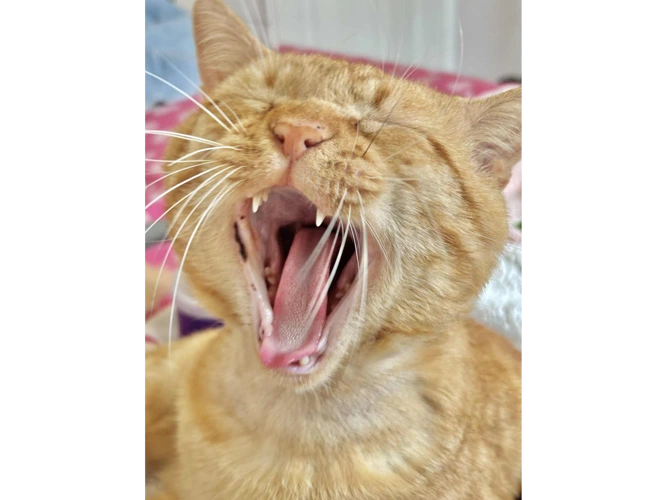 Chester