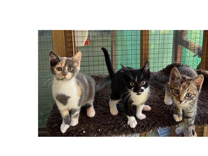Opel, Jet, Onyx