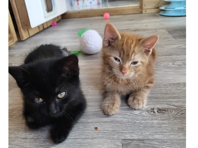Baldr and Ragnar