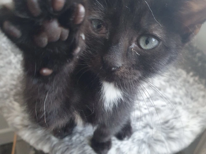 Albert