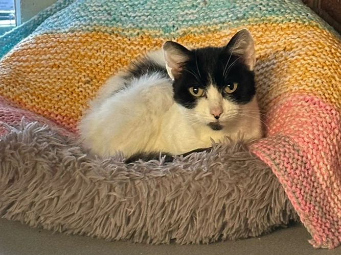 Gizmo