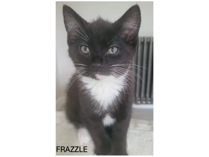 FRAZZLE