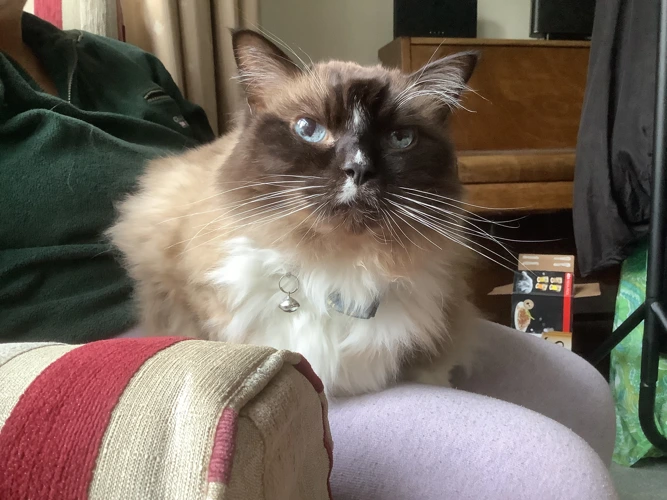 Colin – Direct Rehome