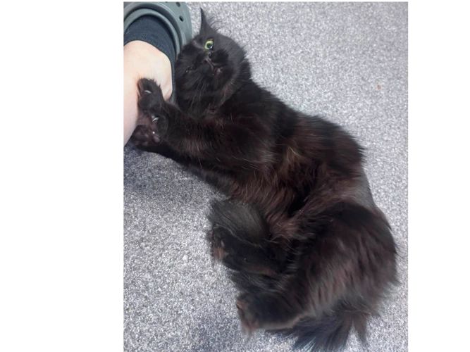 Kiwi