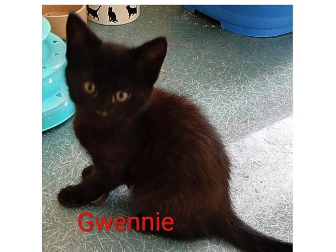 GWENNIE