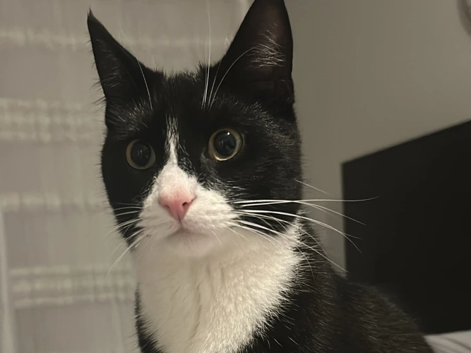 Milo