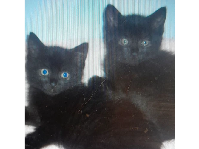 Emily & Evie (PAIR)