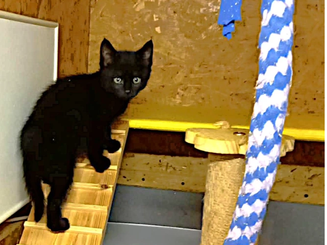Kittens – Sabre & Viper