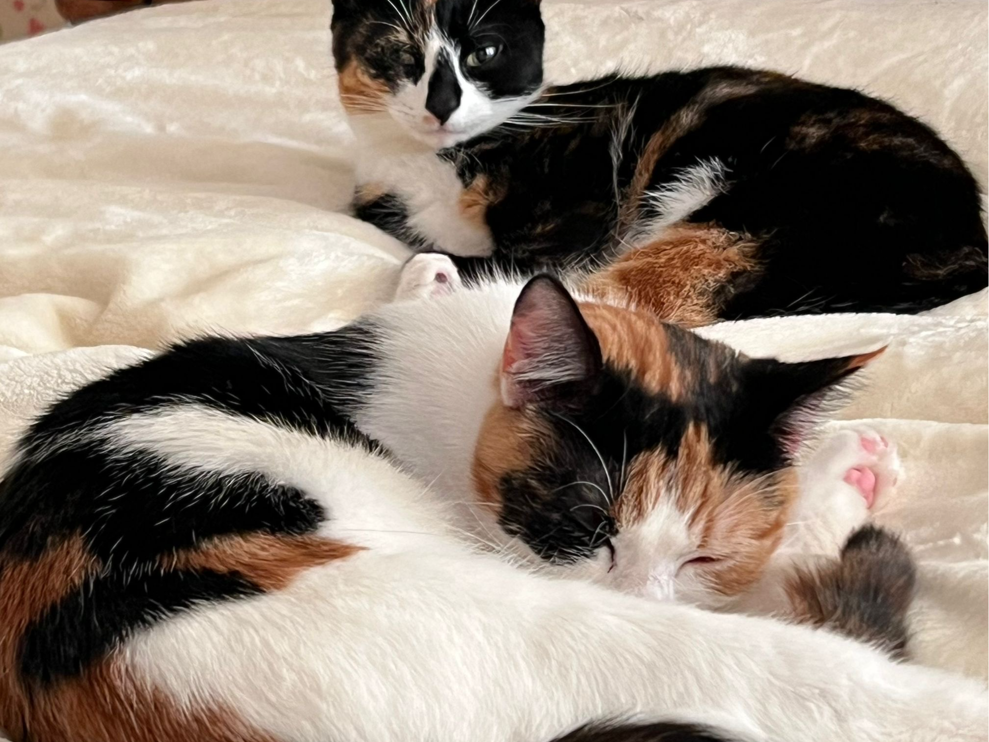 APPLE AND PEACH — Domestic Cat