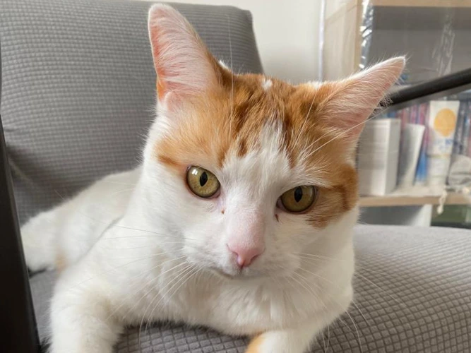 6-year-old Jaffa