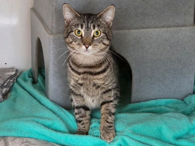 Java  (see also Mokka)