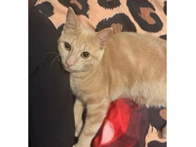 Peanut