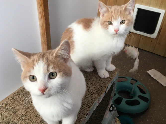 Lily & Casper