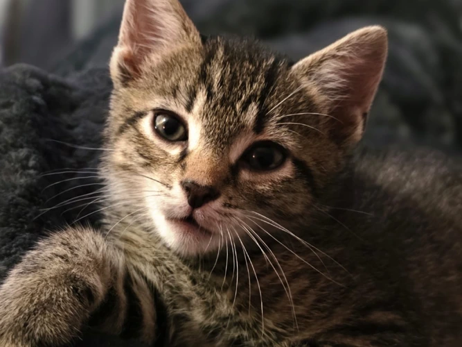 Tabby kittens