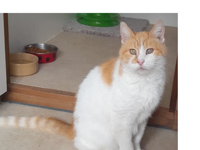 Cats Protection Hornchurch & District Branch