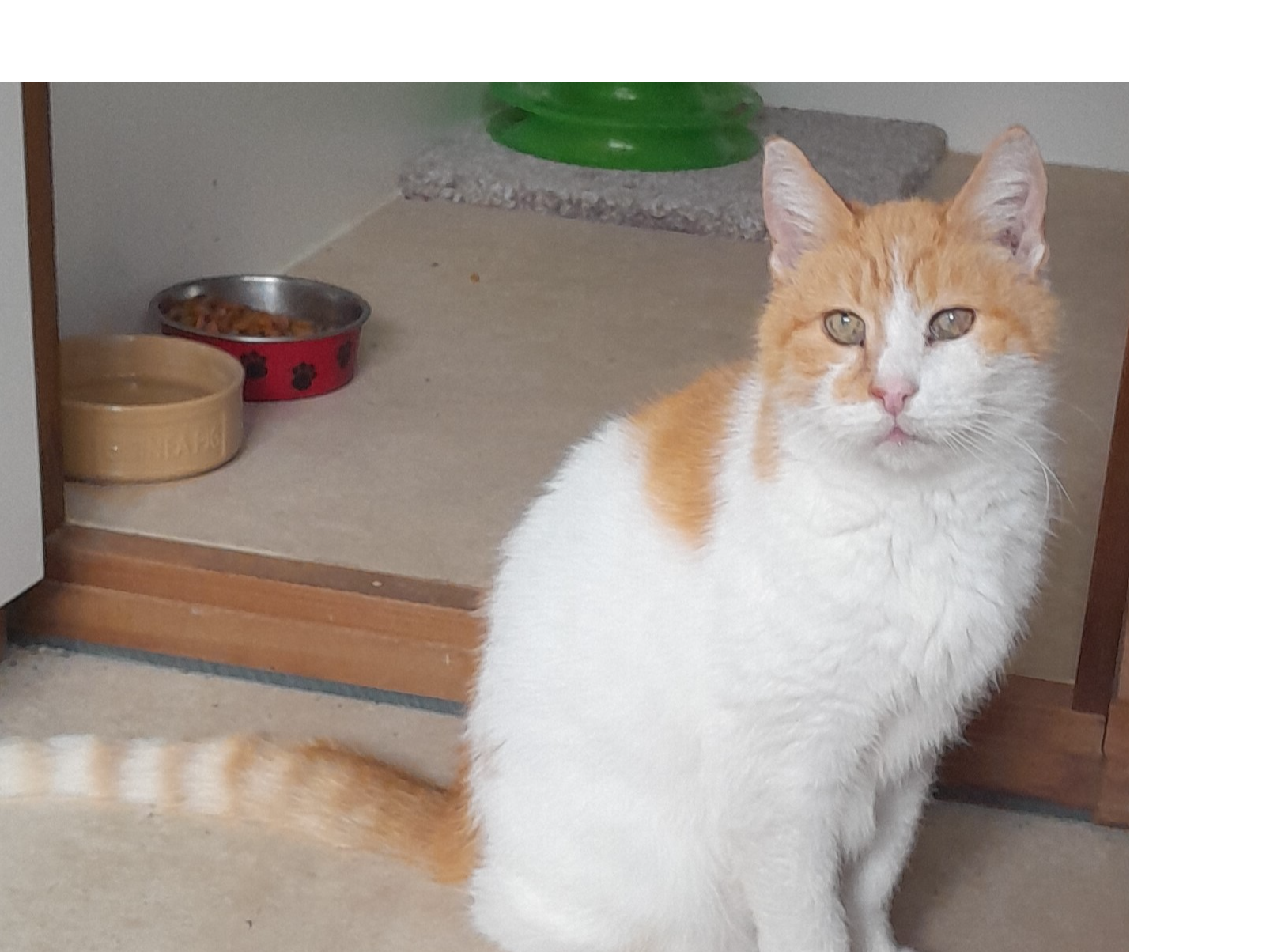 Find a cat near you Adopt a cat Cats Protection