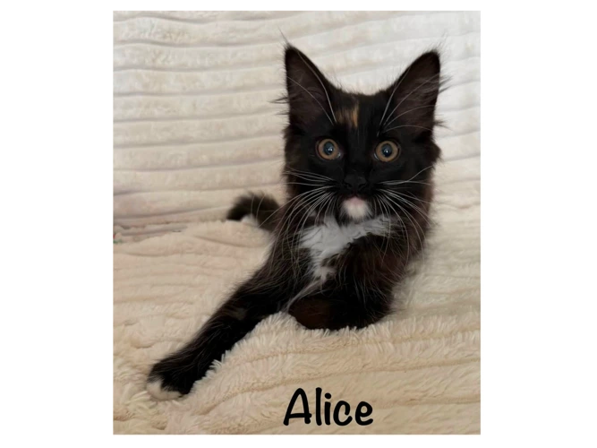 ALICE