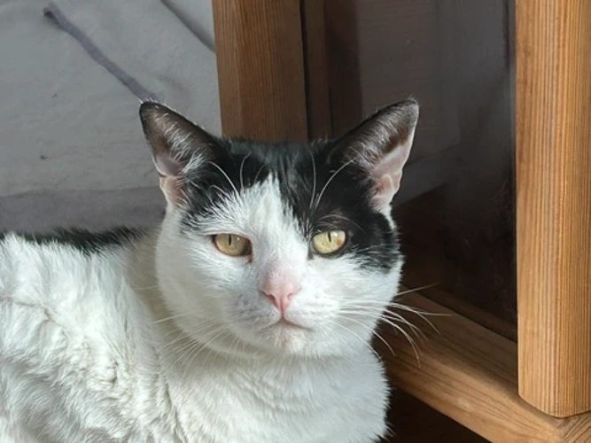 Suzie