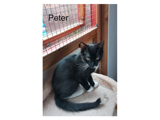 Peter