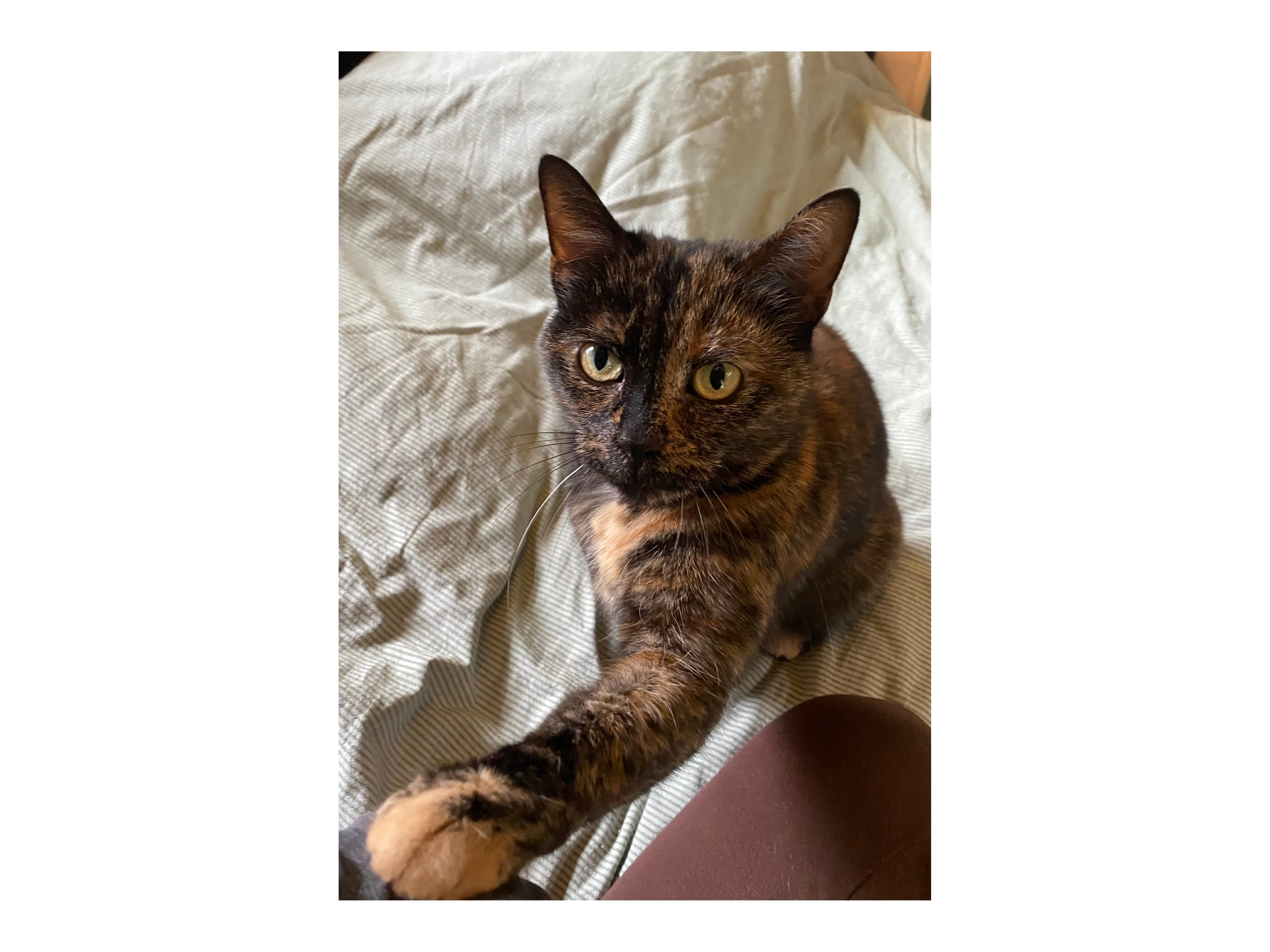 Anise — Domestic Cat