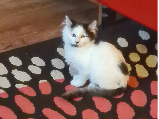 Kipper of Caspar and Kipper