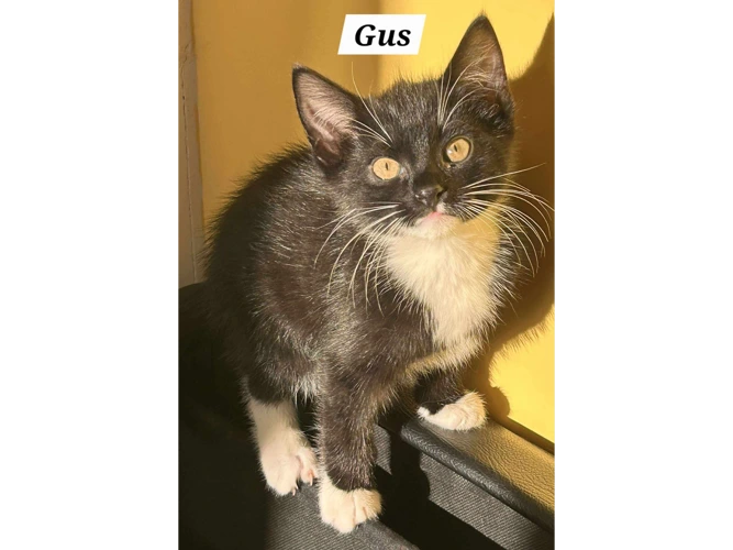 GUS