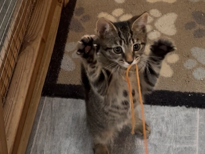 Twiglet