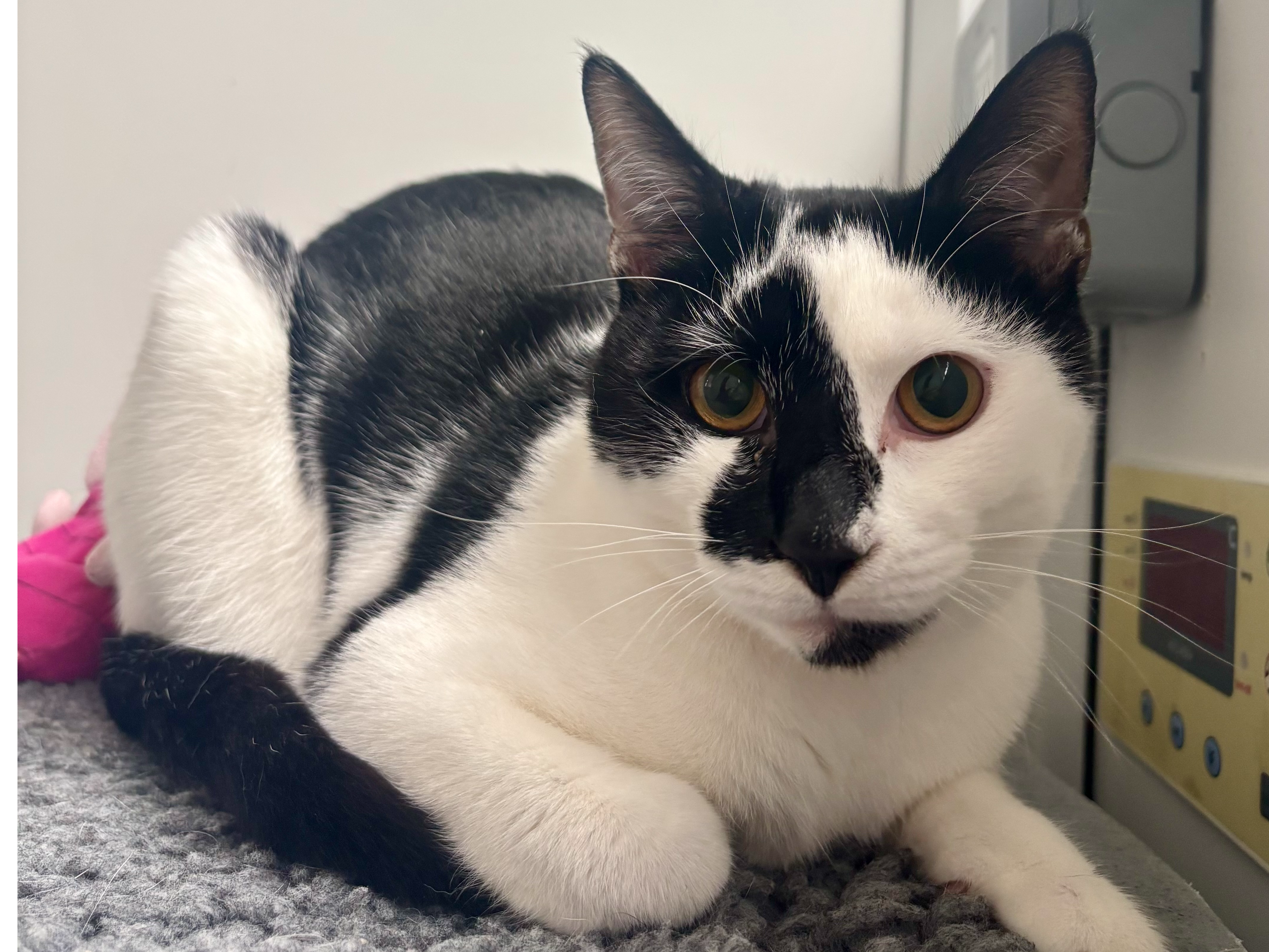 Fergus Falls — Domestic Cat